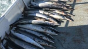 Read more about the article Island fishing produces Yellowtail, White Seabass, Rockfish
