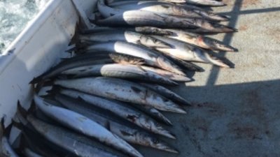 You are currently viewing Island fishing produces Yellowtail, White Seabass, Rockfish