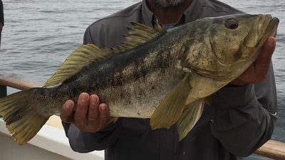 You are currently viewing White Seabass and Yellowtail starting to show up!