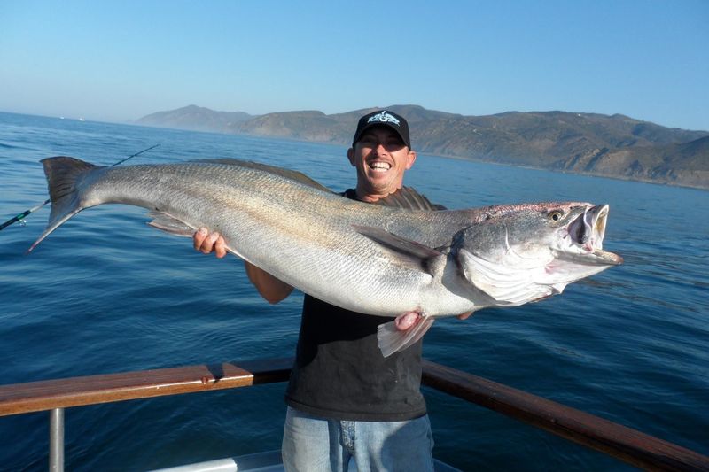 You are currently viewing June 16, 2015 – Recreational white seabass daily bag limit increased to three fish