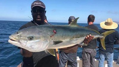 You are currently viewing Yellowtail fishing, Rockfishing continues to be good