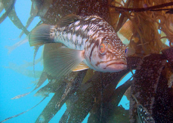 Channel Islands Calico Bass Fishing Oxnard