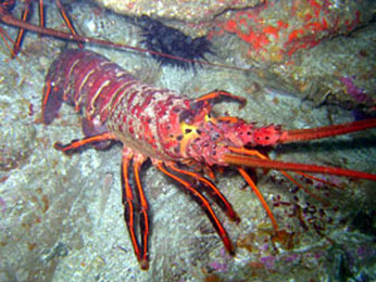 You are currently viewing April 30, 2015 – Last Day to Report Spiny Lobster Report Card Harvest Data Online